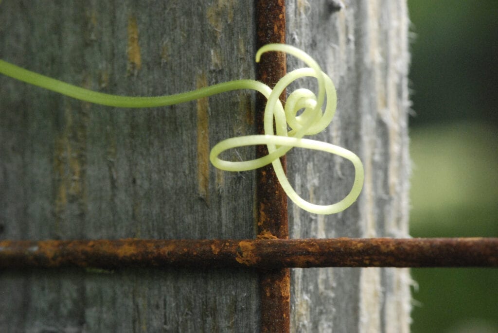 Fortunée Shugar Fine Art & Jewelry Design