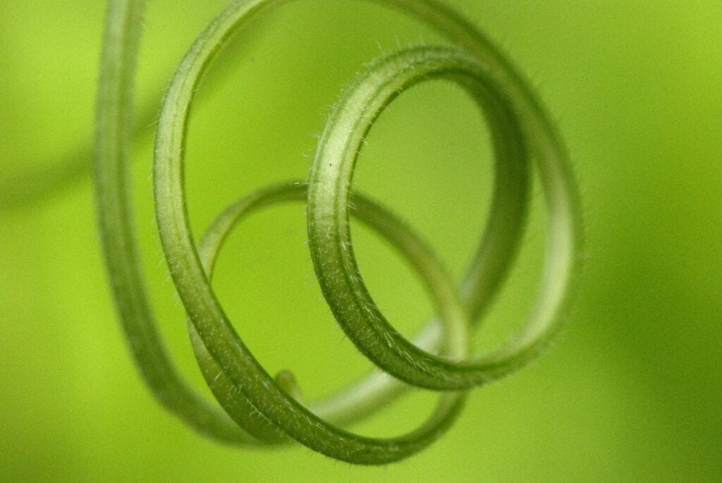 Fortunée Shugar Fine Art & Jewelry Design