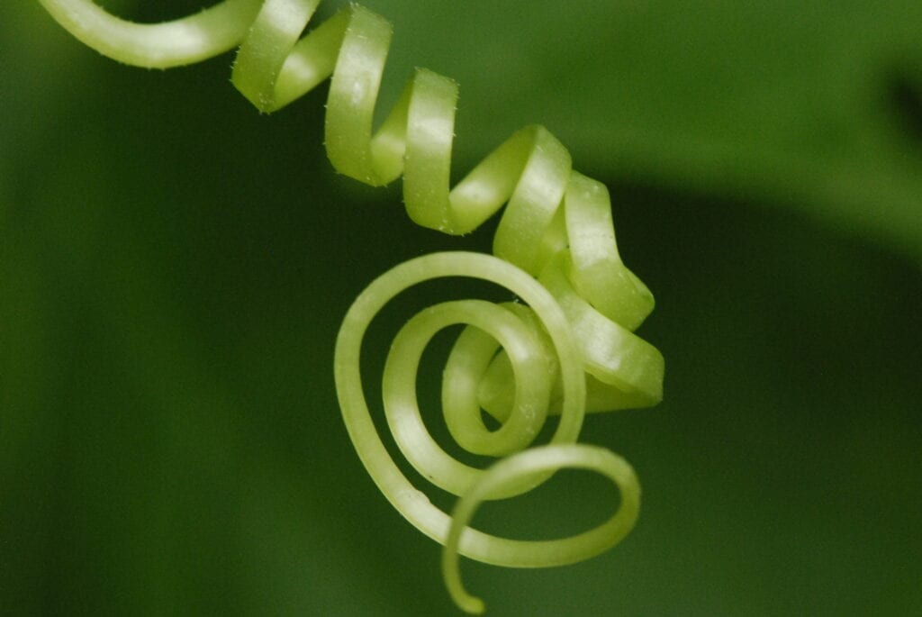 Fortunée Shugar Fine Art & Jewelry Design